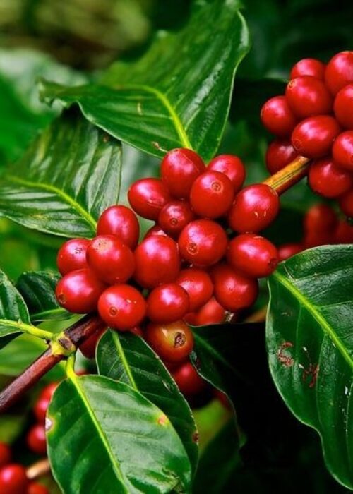 Gallery Samudra Guntur Tangguh 2 Gallery Samudra Guntur Tangguh 2