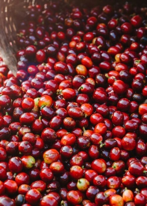 Gallery Samudra Guntur Tangguh 6 Gallery Samudra Guntur Tangguh 6