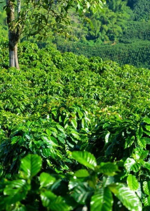 Gallery Samudra Guntur Tangguh 8 Gallery Samudra Guntur Tangguh 8